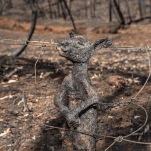 Baby Kangaroo trapped in wire when trying to escape bushfire - Picture: Brad Fleet - Source:News Corp Australia