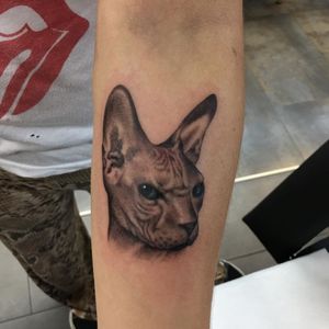 Cat tattoo by Ami James #AmiJames #catattoo #kitty #petportrait #sphynx #hairlesscat #blackandgrey #realism