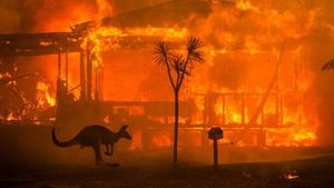 Australia bushfires rage while animals try desperately to escape. 