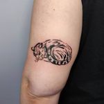 Illustrative cat tattoo by Cee Burgundy #CeeBurgundy #queertattooer #qttr #vegantattoo #vegantattooer #illustrative #abstract #abstractexpressionism #cat #kitty #animal #nature