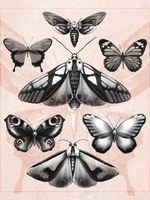 Tattoo flash by Alena Zozulenko #AlenaZozulenkoo #illustrative #blackandgrey #butterfly #moths