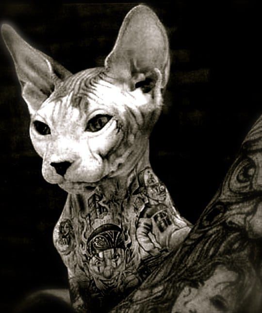 AIMS Lab Animal Tattoo Identification  Permanent Easy and Cost Effective Animal  Tattooing