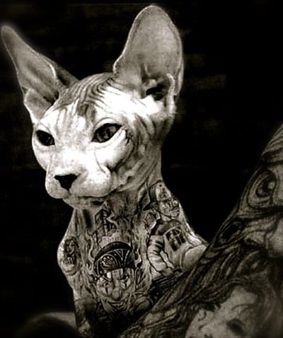 Tattooing Animals: Abusive or Artistic?