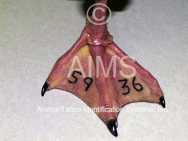 Instruments for the Identification of Animals  Veterian Key