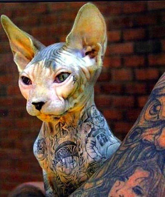 Tattooed hairless cat