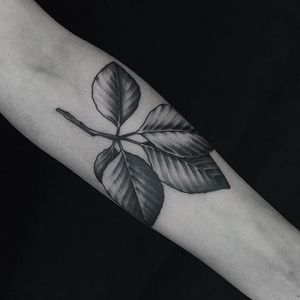 Leaves by Gena Puhnarevich (via IG-gena_tattooer) #illustrative #surreal #dotwork #linework #blackink #genapuhnarevich