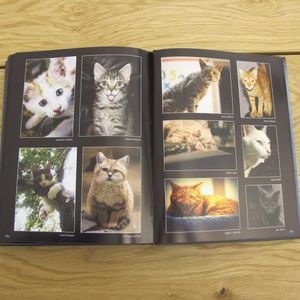 Some of the cat photography from Meows and Roars of Inspiration. #artbook #cats #felines #fineart #MeowsandRoarsofInspiration #tattoobook