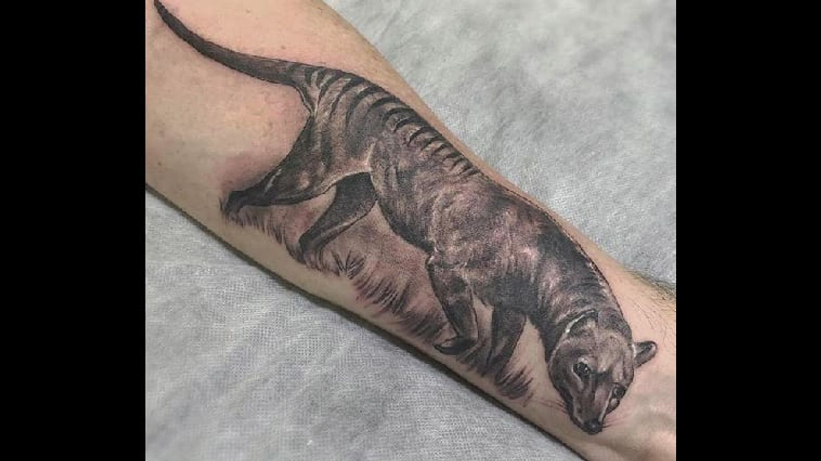 Tasmanian Tiger Tattoos — You Don’t Know What You Got 'til It’s Gone