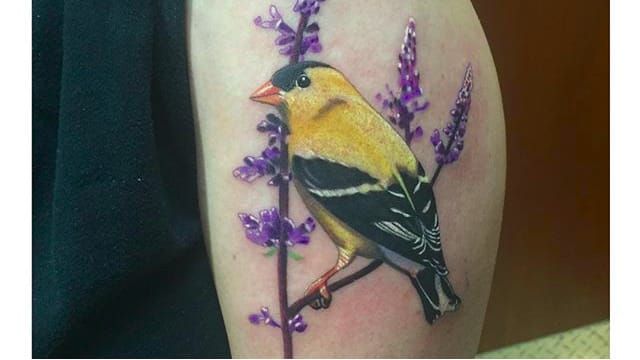 Share more than 70 goldfinch tattoo super hot