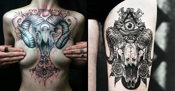 Schädel Gürteltier taxidermy skull Präparat Osteologie tattoo voodoo Kuriosität