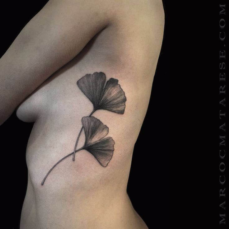 ginkgo leaves detailed sketch idea for botanical tattoo Stock Photo  Alamy