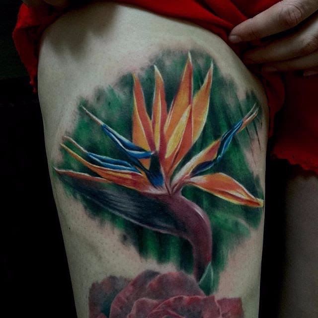 25 Stunning Bird of Paradise Tattoo Ideas in 2022 22  Bird of paradise  tattoo Paradise tattoo Feather tattoos