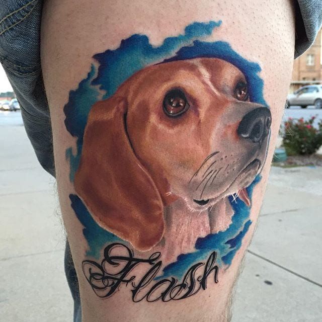Beagle Freedom Project  Work or volunteer at a shelter If you see any  animals with tattoos or tags that you suspect may be from an animal  testing laboratory contact Beagle Freedom
