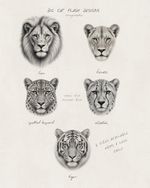 Big Cat Flash Design Sheet