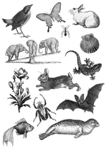 Vintage Nature Collection