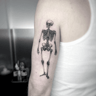 Human Skeleton