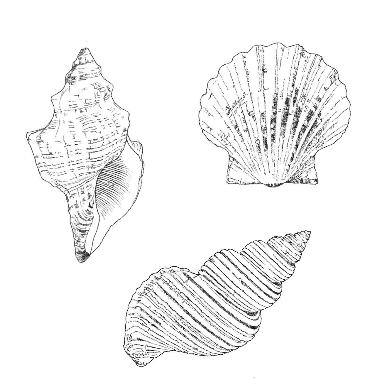 Oceanic Shell Flash • Tattoodo