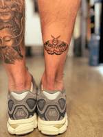 Detailed Moth