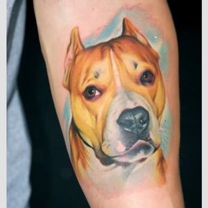 #realistic #portrait #color #dog #pitbull #Turyanskyi