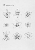 Detailed Orchid Blossom