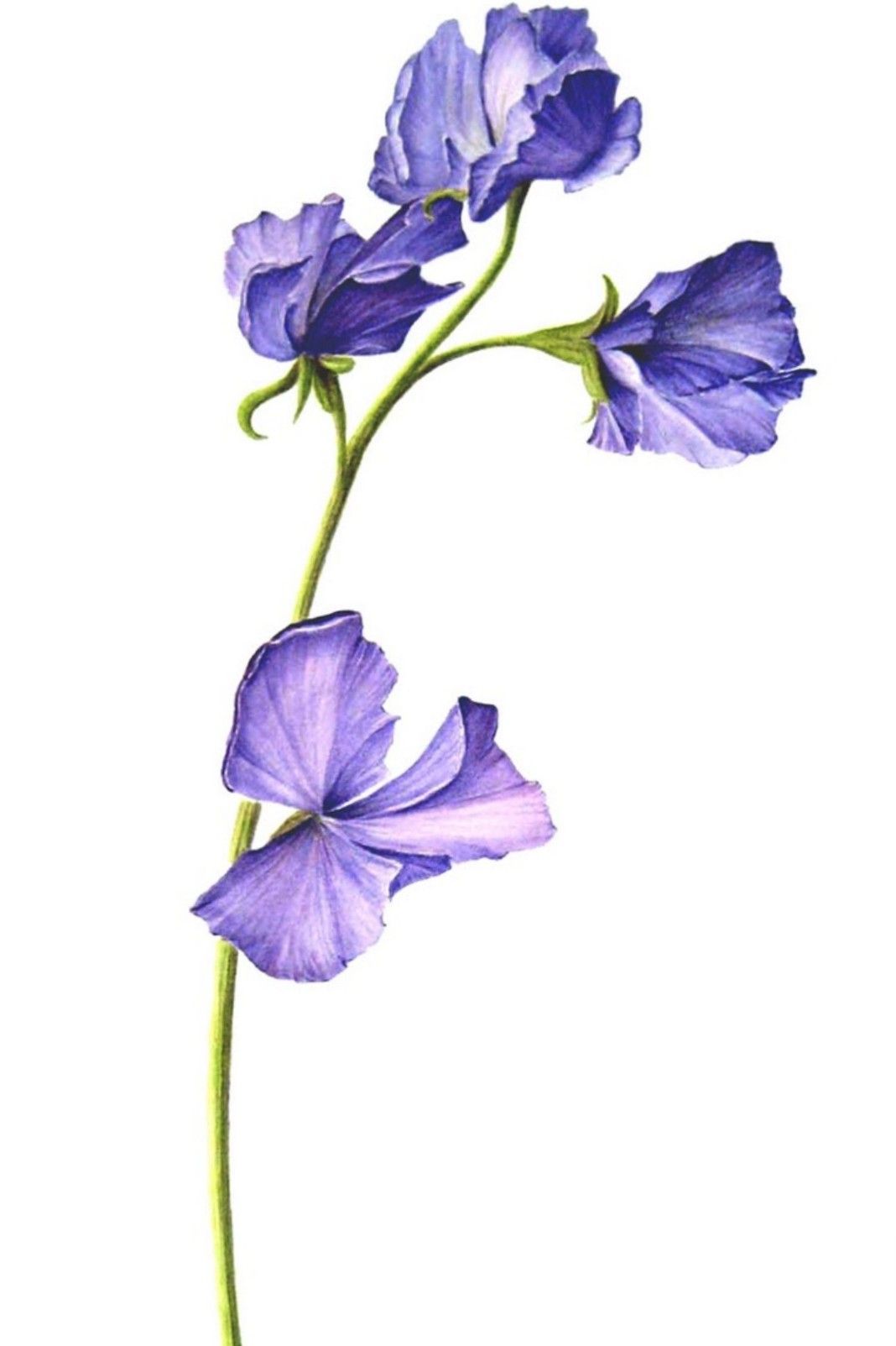 590 Sweet Pea Flower Illustrations RoyaltyFree Vector Graphics  Clip  Art  iStock  Sweet pea flower on white