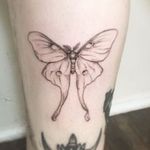 BW Luna Moth