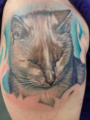 A client's personal cat who is blind. We will be doing 7 more of her cats as a sleeve. #flamepoint #blindcat #catportrait #petportrait #cattattoo #catsleeve #realism #portrait #photorealism #fullcolor #artistofpain