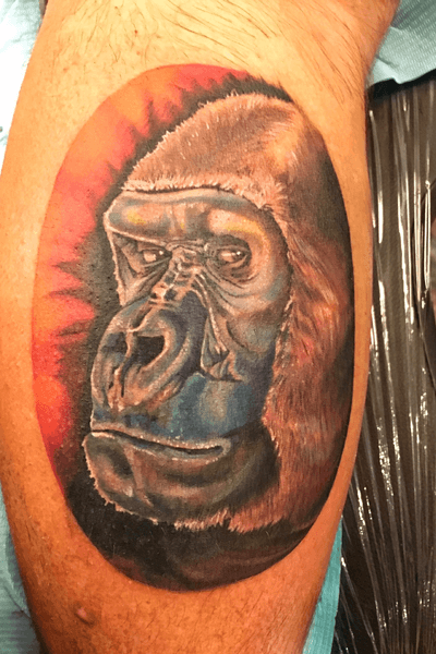 Harambe: gorilla portrait