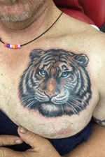 Colour Tiger on Chest. Cover up