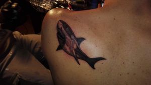 White shark#whiteshark#predator#requin#requinblanc