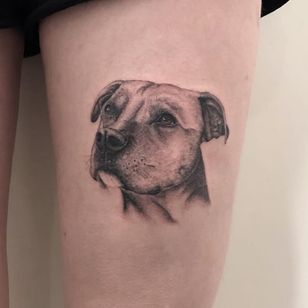 Tattoo by Chris Simpson #ChrisSimpson #christopherwaynesimpson #dogtattoos #dog #illustrative #animal #petportrait #pitbull #oldschool