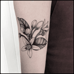 #totemica #tunguska #black #botanical #plant #flower #orangeblossom #tattoo #hardtimestattoo #torino #italy #blacktattooart #tattoolifemagazine #tattoodo #blackworkers #blackwork 