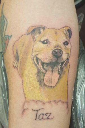 In remembrance of a client's best friend. #tattoo #tattoos #tattooist #tattooartist #dogtattoo #dog #realism #portrait #animal #mansbestfriend #staffordshirebullterrier 