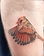 Did the beautiful bird the other day 
