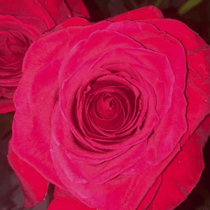 This rose stands out to me because of the center. There are so many lines and details to it. I would love dark red roses/pink flowers with leaves tattood on my thigh/side butt. The dark red and pink combo really just screams TATTOO to me. 🌹🌷