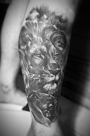 Lion Realistic 