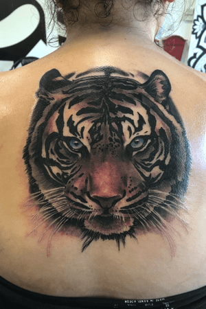 Check out this realistic tiger Nick started the other day. This is 4 hours in, still a couple of hours for finishing touches. Thanks for looking guys