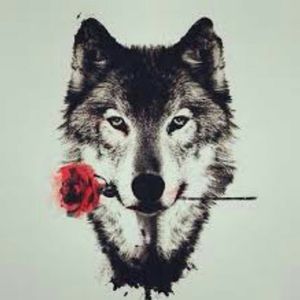 Wolf 🐺