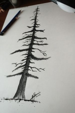Pine tree drawing / Tattoo desing 