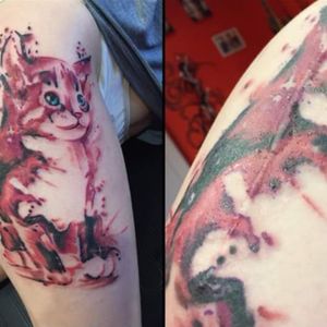 Cat on a scar