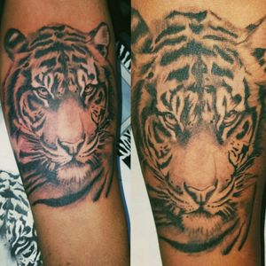 My first tiger. Black and Grey. 