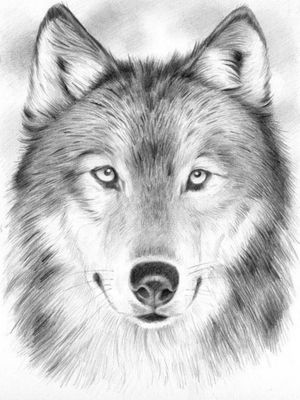 Wolf tattoo that I want. Does anyone know how to do this and where can I get it done at.