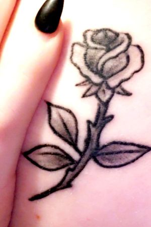 Traditional Type Rose