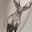My next tattoo