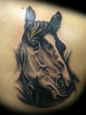 Horse portret 