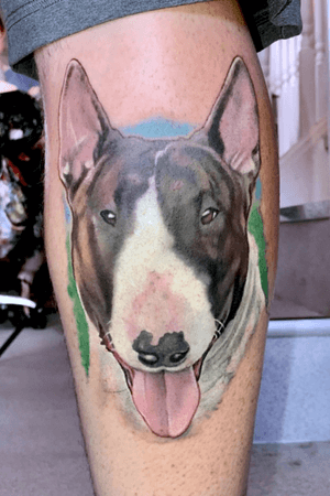 Hector the English Bull Terrier
