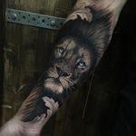 Loved doing this lion tattoo 
