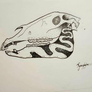 Crâne de chevreuil