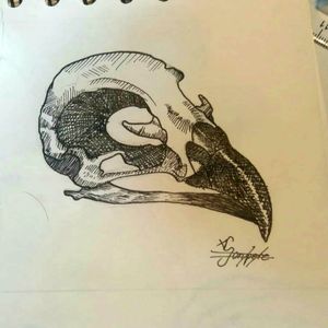 Crâne d'oiseau