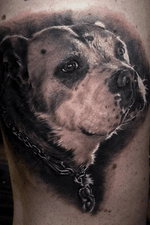 Dog portait #bestrealistictattoos #radtattoos #tattoo_artwork #tattoorealistic #bnginksociety #chinesetattoo #tattooinkspiration #tat #tattoodo #tattoos_of_instagram #tattoo #tattoos #skinart_mag #纹身 #刺青 #纹所未闻家族 #inkgeetstattoos #tattoolifemagazine #inkspiringtattoos #TattooistArtMag #inkedmag #inkedselect #kurosumizhangpogreywashset #zhangpogreywashshadingset